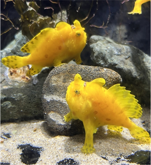 カエルアンコウ