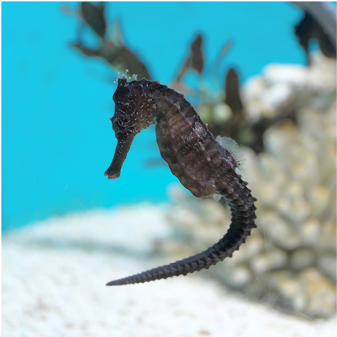 タツノオトシゴ