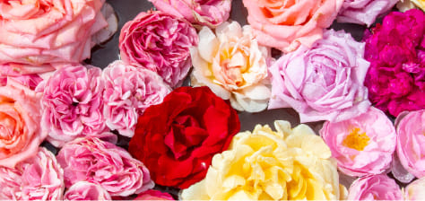 Rose Garden