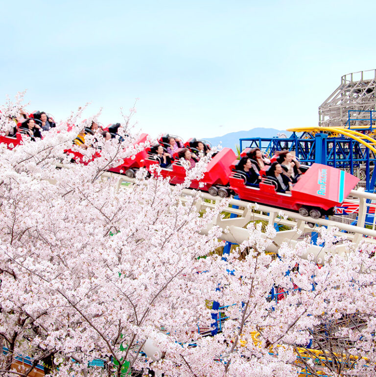 春は桜を楽しむ “お花見遊園地”