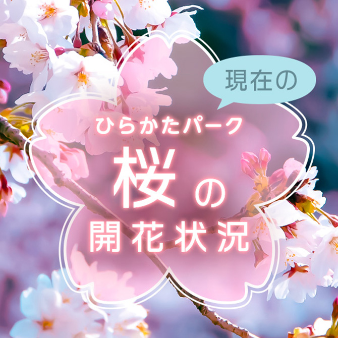 現在の桜の開花状況