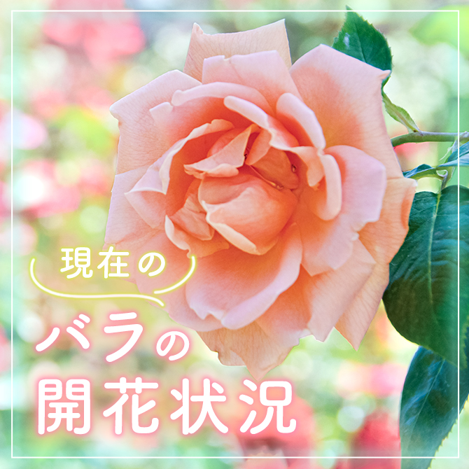 現在のバラの開花状況