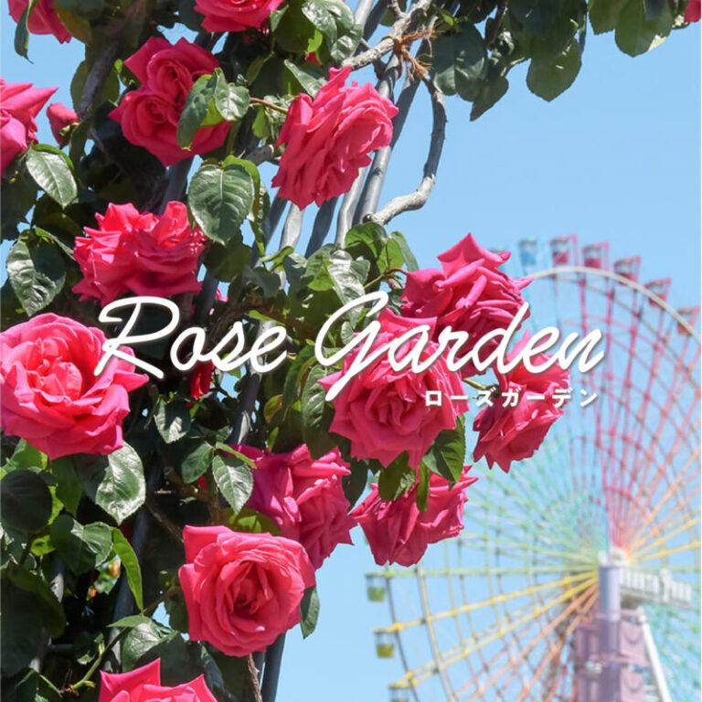 歴史あるバラ園 ローズガーデン